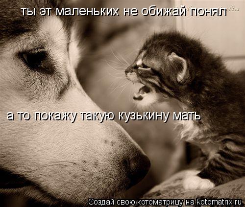 ты эт маленьких не обижай понял а то покажу такую кузькину мать... Котоматрица: ты эт маленьких не обижай понял а то покажу такую кузькину мать