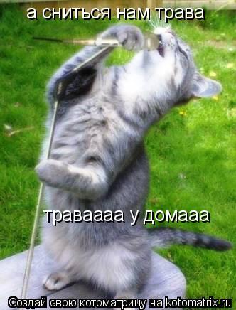 а сниться нам трава траваааа у домааа... Котоматрица: а сниться нам трава траваааа у домааа