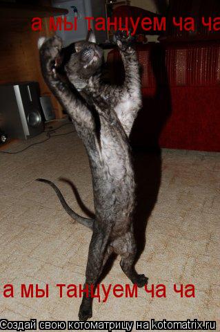 а мы танцуем ча ча а мы танцуем ча ча... Котоматрица: а мы танцуем ча ча а мы танцуем ча ча