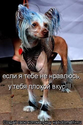 если я тебе не нравлюсь, у тебя плохой вкус!!!... Котоматрица: если я тебе не нравлюсь, у тебя плохой вкус!!!