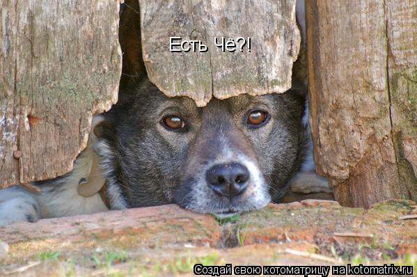 Есть Чё?!... Котоматрица: Есть Чё?!