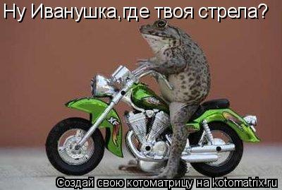 Котоматрица: Ну Иванушка,где твоя стрела?