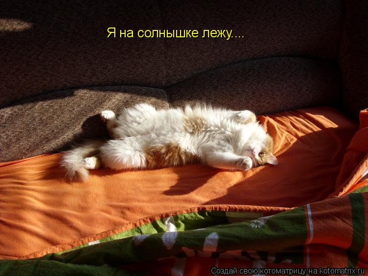 Я на солнышке лежу....... Котоматрица: Я на солнышке лежу....