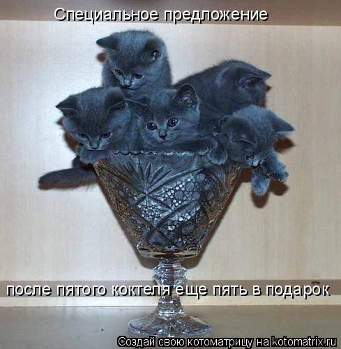 Специальное предложение после пятого коктеля еще пять в подарок... Котоматрица: Специальное предложение после пятого коктеля еще пять в подарок