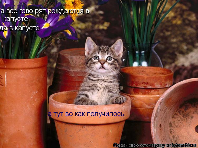 Котоматрица: а всё гово рят рождаются в  капусте да в капусте а тут во как получилось