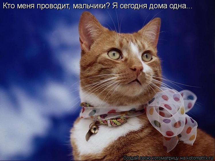 Кто меня проводит, мальчики? Я сегодня дома одна...... Котоматрица: Кто меня проводит, мальчики? Я сегодня дома одна...