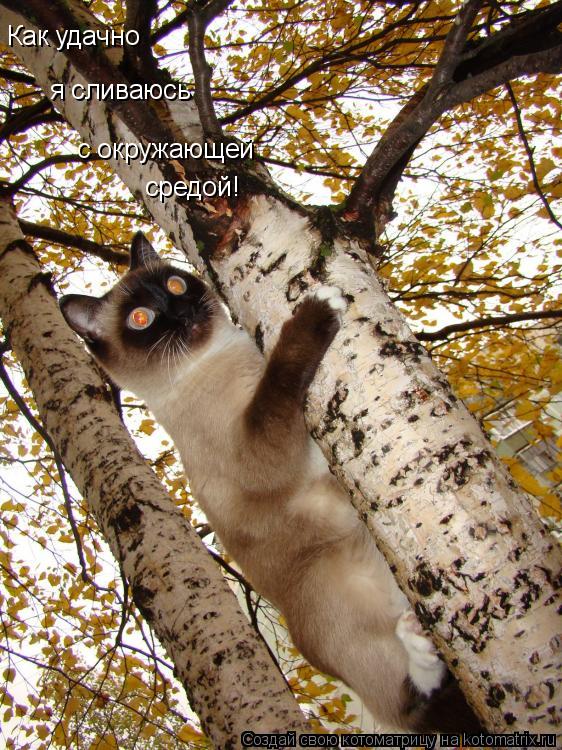 Как удачно я сливаюсь с окружающей средой!... Котоматрица: Как удачно я сливаюсь с окружающей средой!