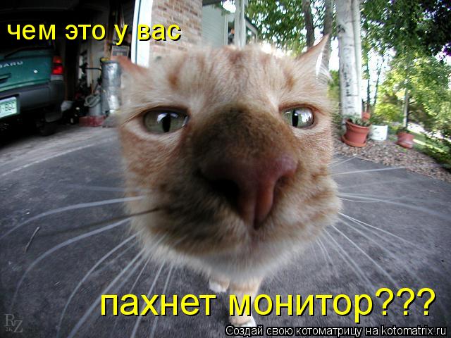 чем это у вас пахнет монитор???... Котоматрица: чем это у вас пахнет монитор???