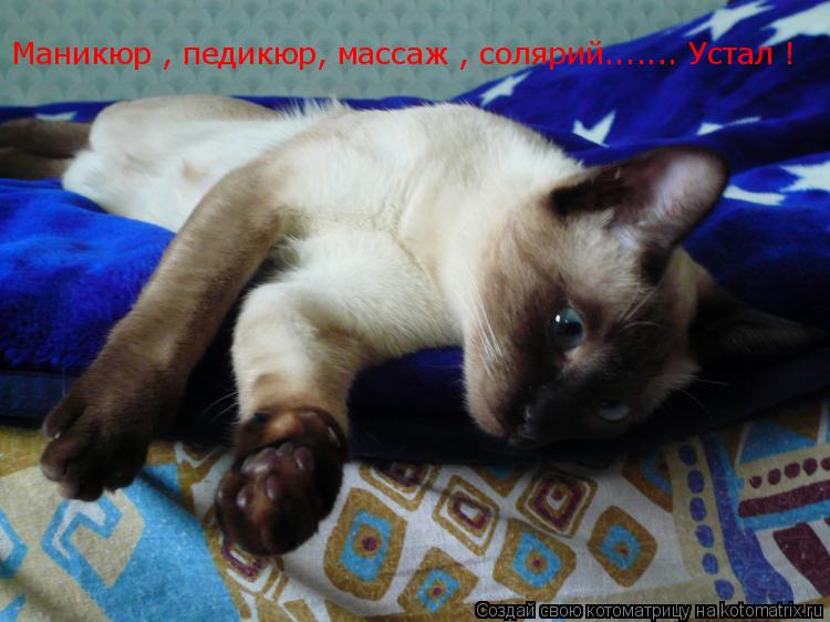 Маникюр , педикюр, массаж , солярий....... Устал !... Котоматрица: Маникюр , педикюр, массаж , солярий....... Устал !