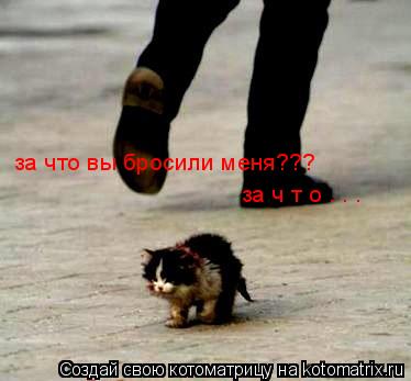 за ч т о . . . за что вы бросили меня???... Котоматрица: за ч т о . . . за что вы бросили меня???