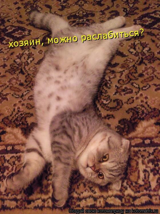 хозяин, можно раслабиться?... Котоматрица: хозяин, можно раслабиться?