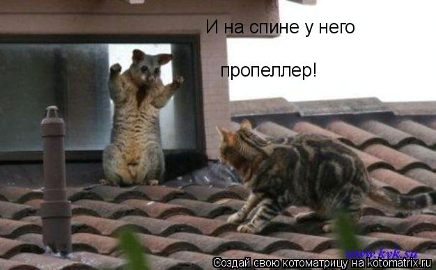 И на спине у него пропеллер!... Котоматрица: И на спине у него пропеллер!