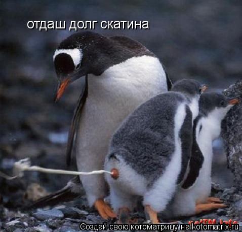 отдаш долг скатина... Котоматрица: отдаш долг скатина