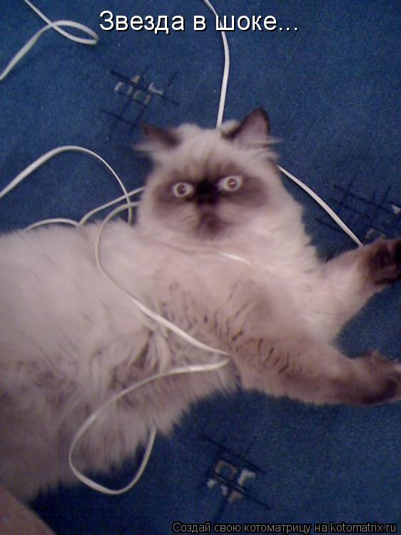 Котоматрица: Звезда в шоке...