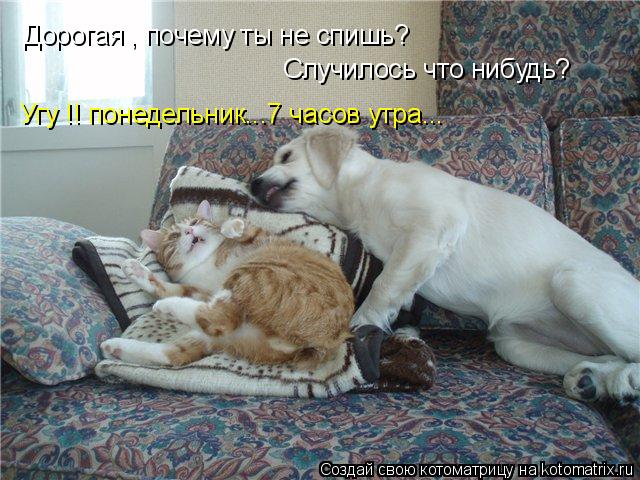 Дорогая , почему ты не спишь? Случилось что нибудь? Угу !! понедельник...7 часов утра...... Котоматрица: Дорогая , почему ты не спишь? Случилось что нибудь? Угу !! понедельник...7 часов утра...