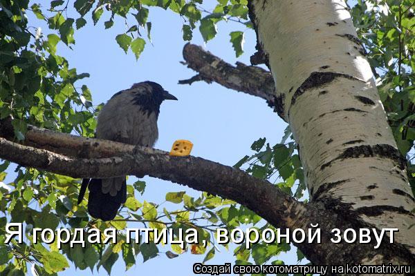 Я гордая птица, вороной зовут... Котоматрица: Я гордая птица, вороной зовут