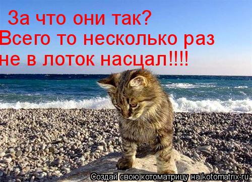 За что они так? Всего то несколько раз не в лоток насцал!!!!... Котоматрица: За что они так? Всего то несколько раз не в лоток насцал!!!!