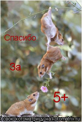 Спасибо За 5+... Котоматрица: Спасибо За 5+
