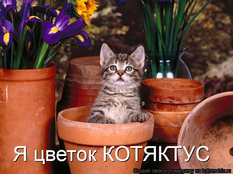 Котоматрица: Я цветок КОТЯКТУС