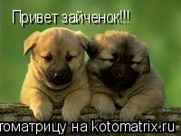 Привет зайченок!!!... Котоматрица: Привет зайченок!!!