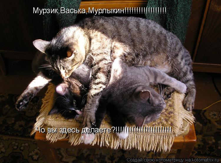 Мурзик,Васька,Мурлыкин!!!!!!!!!!!!!!!!!! Чо вы здесь делаете?!!!!!!!!!!!!!!!!!!!!!!!!... Котоматрица: Мурзик,Васька,Мурлыкин!!!!!!!!!!!!!!!!!! Чо вы здесь делаете?!!!!!!!!!!!!!!!!!!!!!!!!