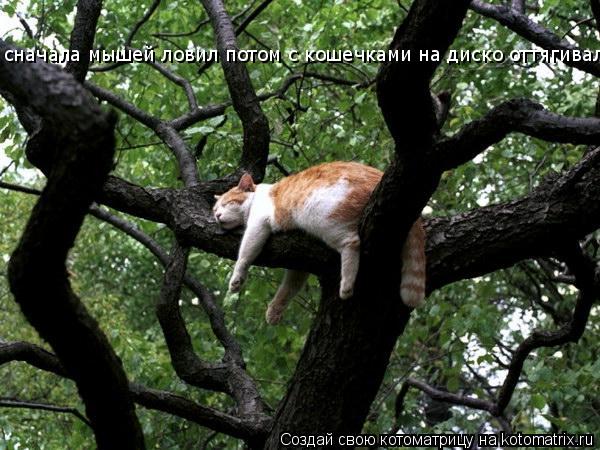 сначала мышей ловил потом с кошечками на диско оттягивался если щяс хоть одна собака гавкнет ей крант... Котоматрица: сначала мышей ловил потом с кошечками на диско оттягивался если щяс хоть одна собака гавкнет ей кранты