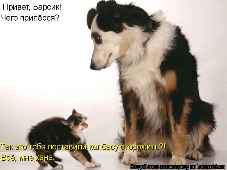 Привет, Барсик! Чего припёрся? Так это тебя поставили колбасу сторожить?! Всё, мне хана...... Котоматрица: Привет, Барсик! Чего припёрся? Так это тебя поставили колбасу сторожить?! Всё, мне хана...