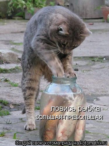 ловись рыбка БОЛЬШАЯ-ПРЕБОЛЬШАЯ... Котоматрица: ловись рыбка БОЛЬШАЯ-ПРЕБОЛЬШАЯ