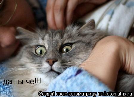 да ты чё!!!... Котоматрица: да ты чё!!!