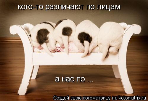 кого-то различают по лицам а нас по ...... Котоматрица: кого-то различают по лицам а нас по ...