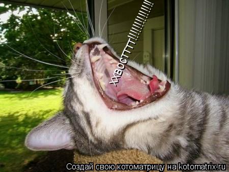 ххвостттт!!!!!!!!!!!!!!... Котоматрица: ххвостттт!!!!!!!!!!!!!!
