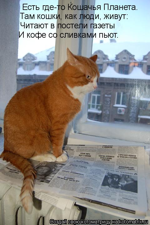Котоматрица: Есть где-то Кошачья Планета. Там кошки, как люди, живут: Читают в постели газеты И кофе со сливками пьют.