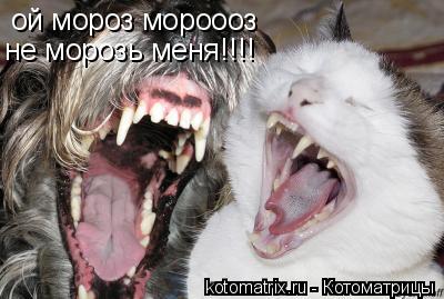 ой мороз мороооз не морозь меня!!!!... Котоматрица: ой мороз мороооз не морозь меня!!!!