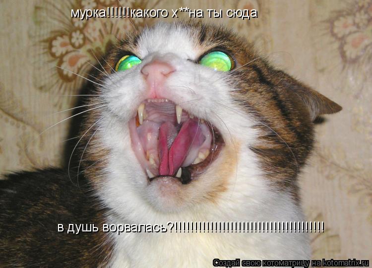 мурка!!!!!!какого х**на ты сюда в душь ворвалась?!!!!!!!!!!!!!!!!!!!!!!!!!!!!!!!!!!!!!!... Котоматрица: мурка!!!!!!какого х**на ты сюда в душь ворвалась?!!!!!!!!!!!!!!!!!!!!!!!!!!!!!!!!!!!!!!