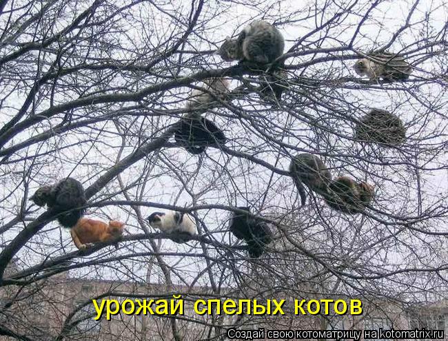 урожай спелых котов... Котоматрица: урожай спелых котов