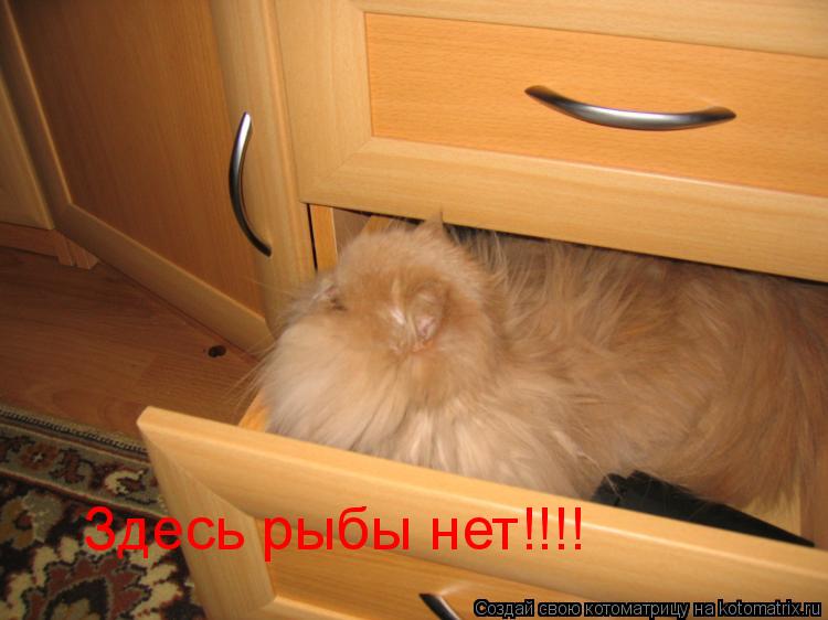 Здесь рыбы нет!!!!... Котоматрица: Здесь рыбы нет!!!!