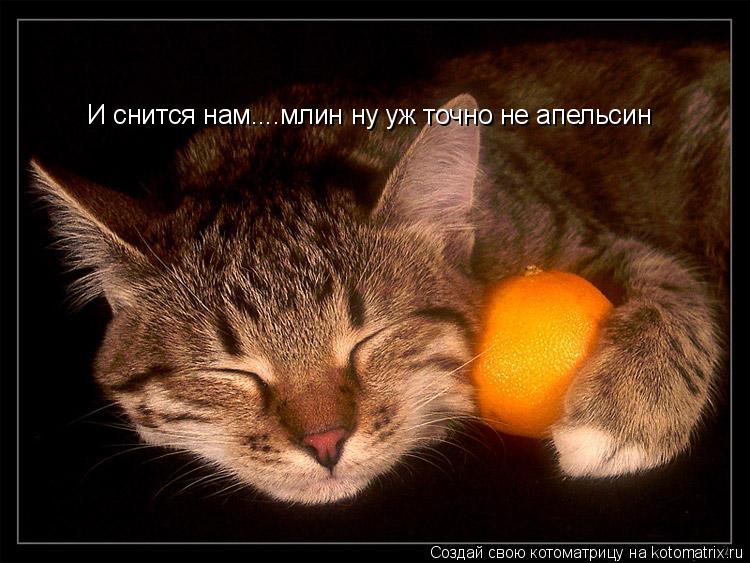 И снится нам....млин ну уж точно не апельсин... Котоматрица: И снится нам....млин ну уж точно не апельсин