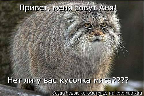 Привет, меня зовут Аня!Нет ли у вас кусочка мяса???? Привет, меня зовут Аня! Нет ли у вас кусочка мяс... Котоматрица: Привет, меня зовут Аня!Нет ли у вас кусочка мяса???? Привет, меня зовут Аня! Нет ли у вас кусочка мяса????