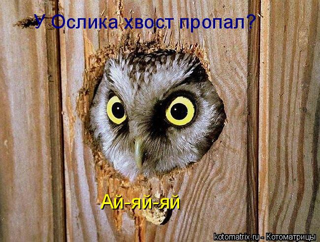 У Ослика хвост пропал? Ай-яй-яй... Котоматрица: У Ослика хвост пропал? Ай-яй-яй