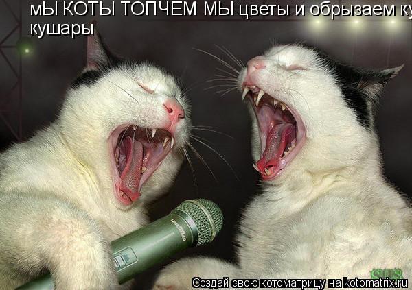 мЫ КОТЫ ТОПЧЕМ МЫ цветы и обрызаем кушары кушары... Котоматрица: мЫ КОТЫ ТОПЧЕМ МЫ цветы и обрызаем кушары кушары