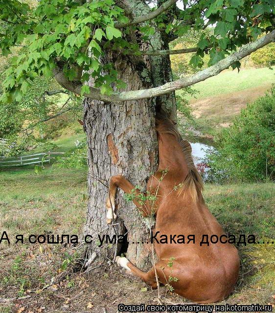 А я сошла с ума.....Какая досада....... Котоматрица: А я сошла с ума.....Какая досада....