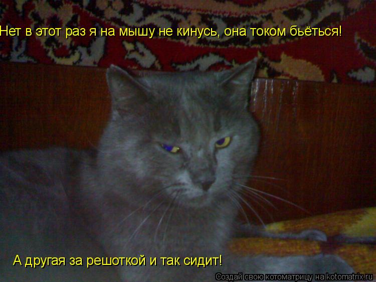 Нет в этот раз я на мышу не кинусь, она током бьёться! А другая за решоткой и так сидит!... Котоматрица: Нет в этот раз я на мышу не кинусь, она током бьёться! А другая за решоткой и так сидит!
