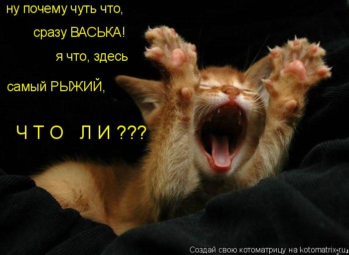 ну почему чуть что, сразу ВАСЬКА! я что, здесь самый РЫЖИЙ, Ч Т О Л И ???... Котоматрица: ну почему чуть что, сразу ВАСЬКА! я что, здесь самый РЫЖИЙ, Ч Т О Л И ???