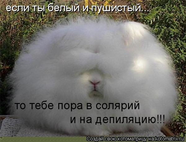 если ты белый и пушистый... то тебе пора в солярий и на депиляцию!!!... Котоматрица: если ты белый и пушистый... то тебе пора в солярий и на депиляцию!!!