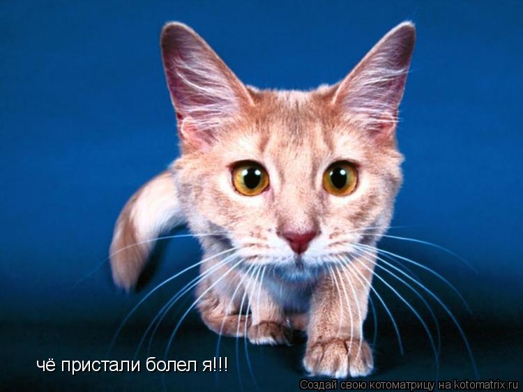 чё пристали болел я!!!... Котоматрица: чё пристали болел я!!!