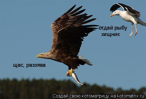 отдай рыбу хищник щас, раззява... Котоматрица: отдай рыбу хищник щас, раззява