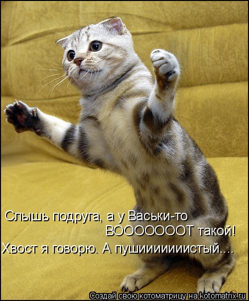 Слышь подруга, а у Васьки-то ВОООООООТ такой! Хвост я говорю. А пушииииииистый....... Котоматрица: Слышь подруга, а у Васьки-то ВОООООООТ такой! Хвост я говорю. А пушииииииистый....