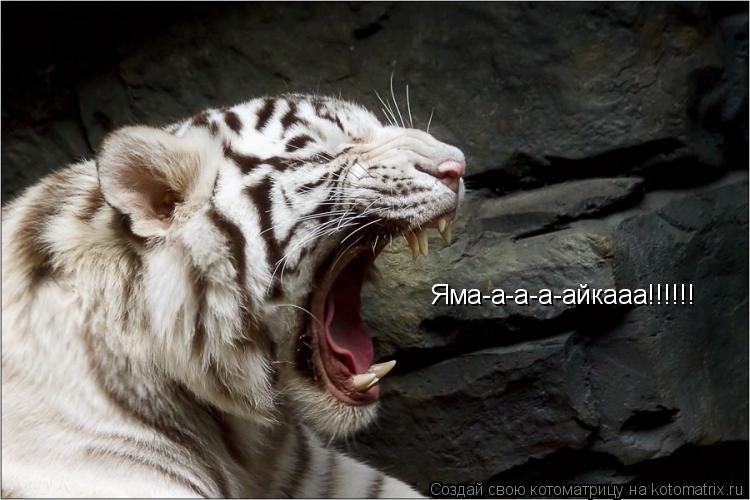 Яма-а-а-а-айкааа!!!!!!... Котоматрица: Яма-а-а-а-айкааа!!!!!!