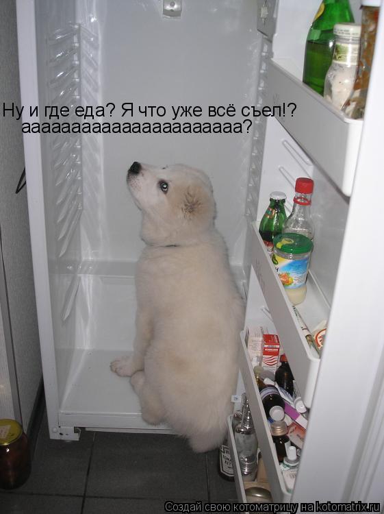 Ну и где еда? Я что уже всё съел!? аааааааааааааааааааааа?... Котоматрица: Ну и где еда? Я что уже всё съел!? аааааааааааааааааааааа?