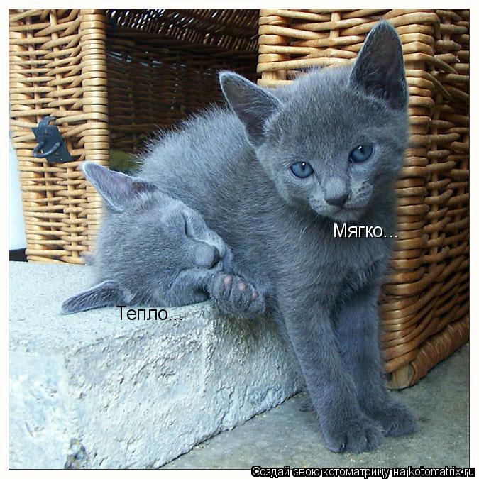 Тепло... Мягко...... Котоматрица: Тепло... Мягко...